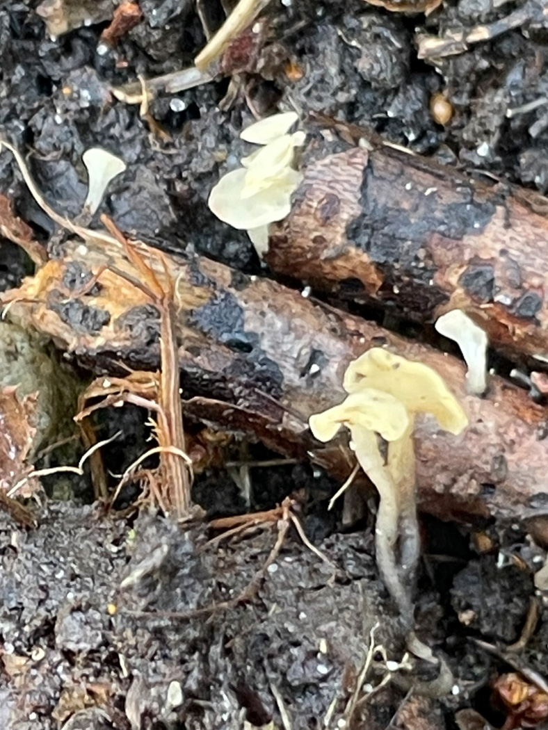 Photo © Sarah Ebdon Cudoniella clavus by Sarah Ebdon